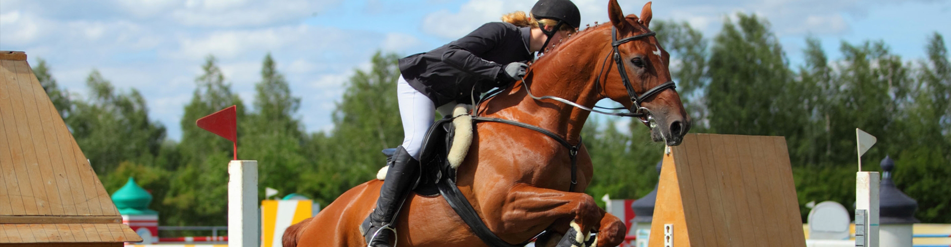An image of a horse taking part in an event